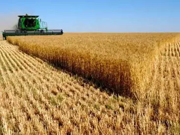 Qlobal bazarda taxıl qiymətləri yüksəlib