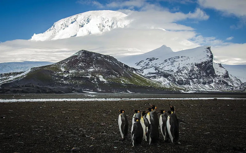 Pinqvinlərdə vergi ödəcəyək?