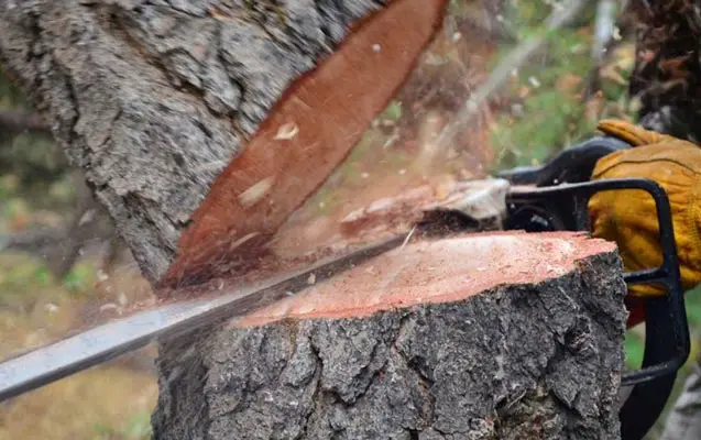 Ekoloji hüquqpozmalarla bağlı cinayət işi başlanıb