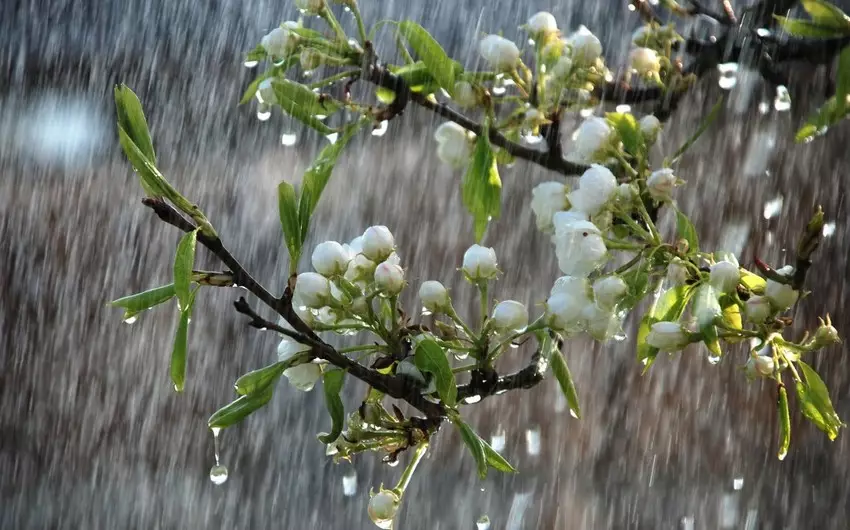 Havanın temperaturu iqlim normasından yuxarı olub - FAKTİKİ HAVA