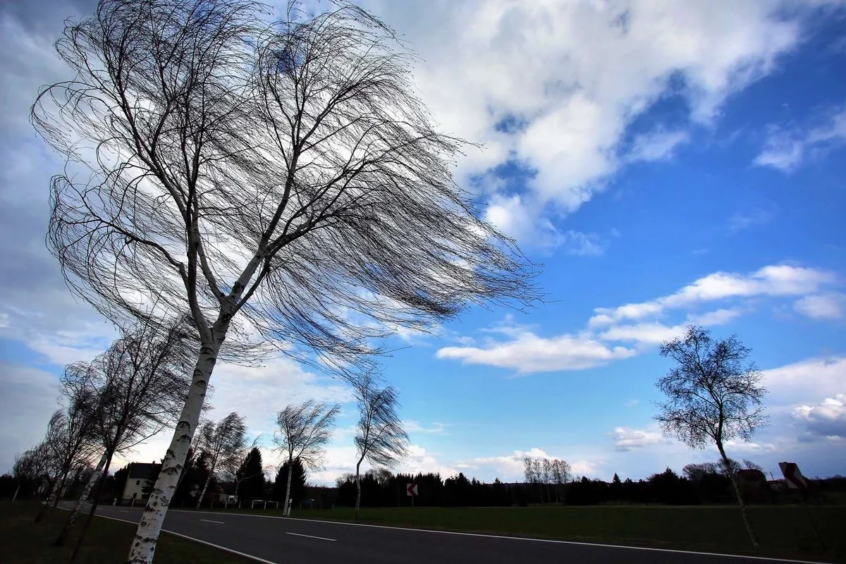 Bakıda güclü külək: Sarı xəbərdarlıq
