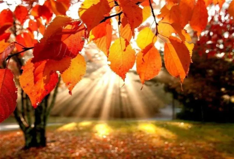 Ölkə ərazisində hava şəraiti əsasən yağmursuz keçib