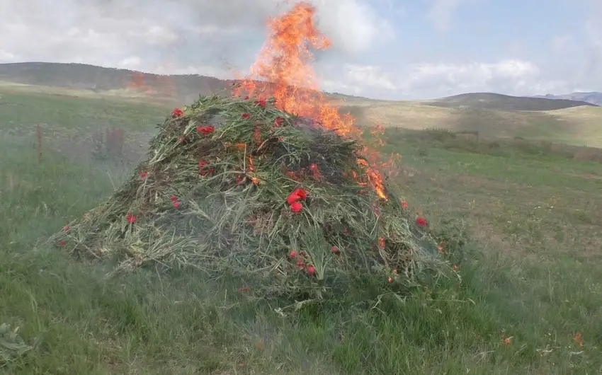 Yardımlıda 1,6 ton narkotik bitki məhv edilib