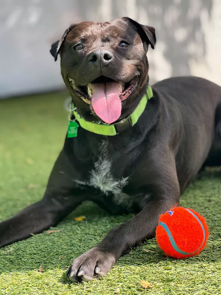 Sığınacaqda 763 gün gözləyib