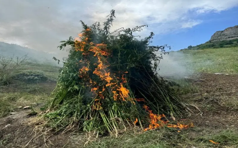 Ağdamda azad edilən ərazidə 5 ton narkotik bitki aşkarlanıb