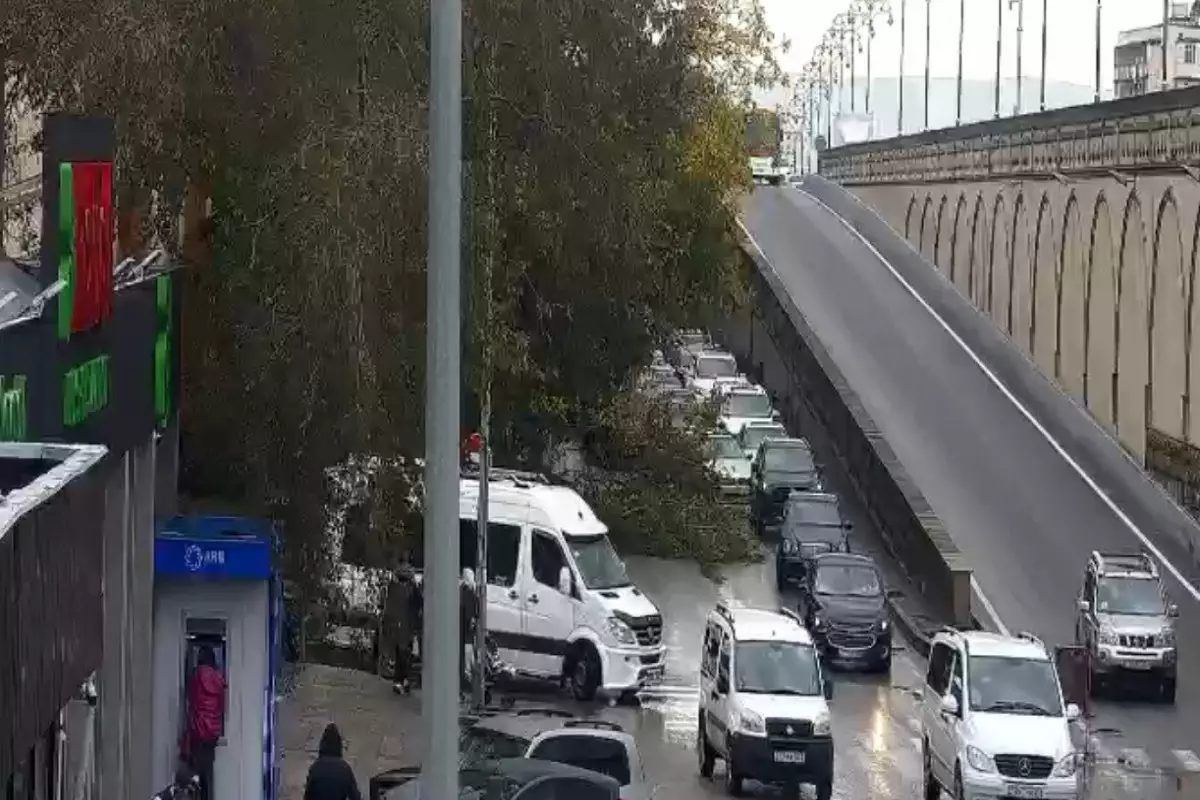 Babək prospektində köməkçi yolda ağac aşıb - FOTO