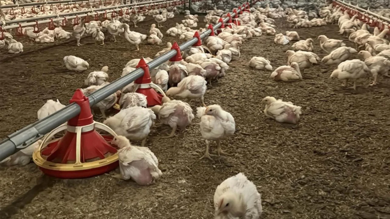 Turkey suspends chicken meat exports to stabilize prices