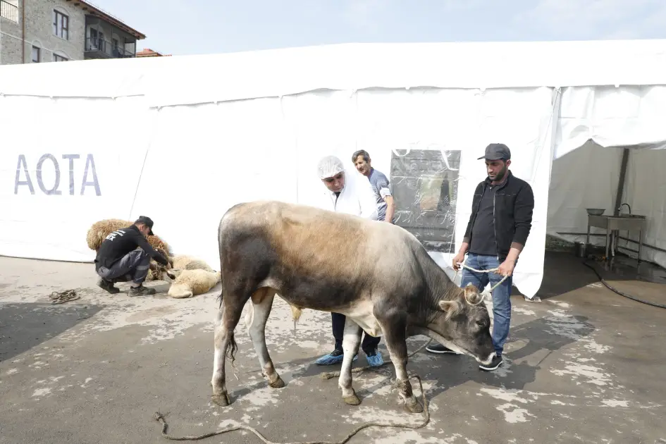Qurban kəsərkən nələrə diqqət etmək lazımdır? - MÜSAHİBƏ