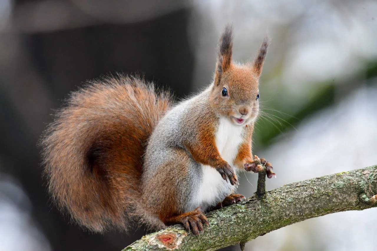 Белка оставила семью без крова: пожар в США