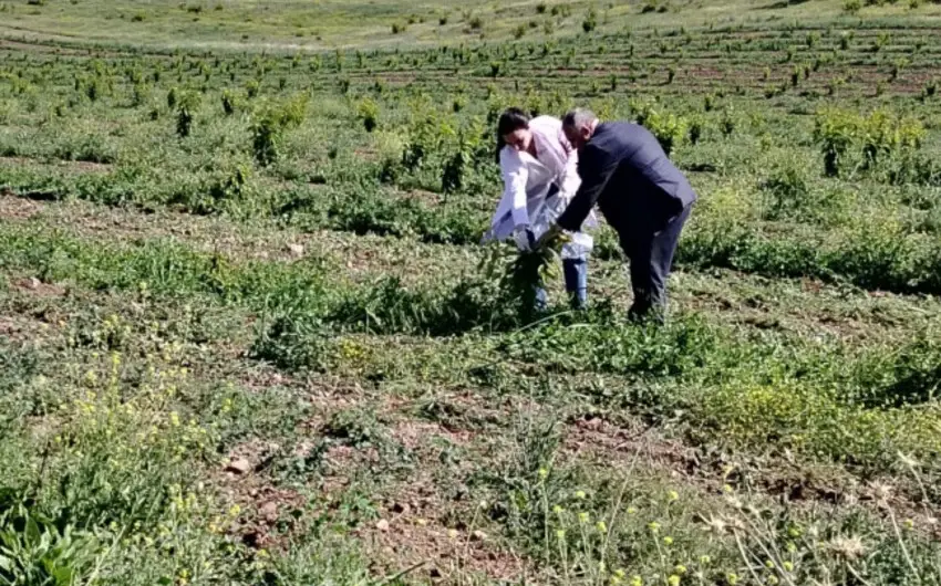 AQTA azad olunan ərazilərdə fitosanitar monitorinqlər keçirib