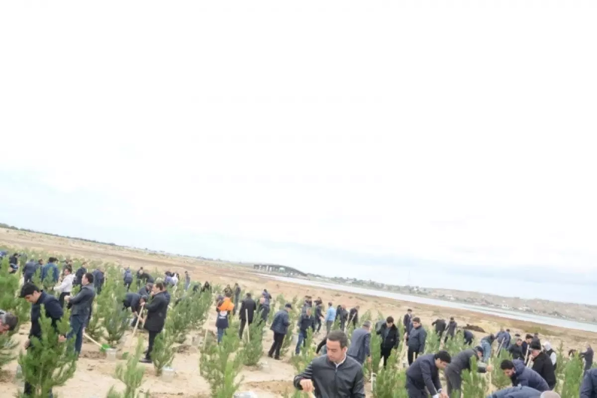 Bakıda ağacəkmə aksiyası keçirilib - FOTO