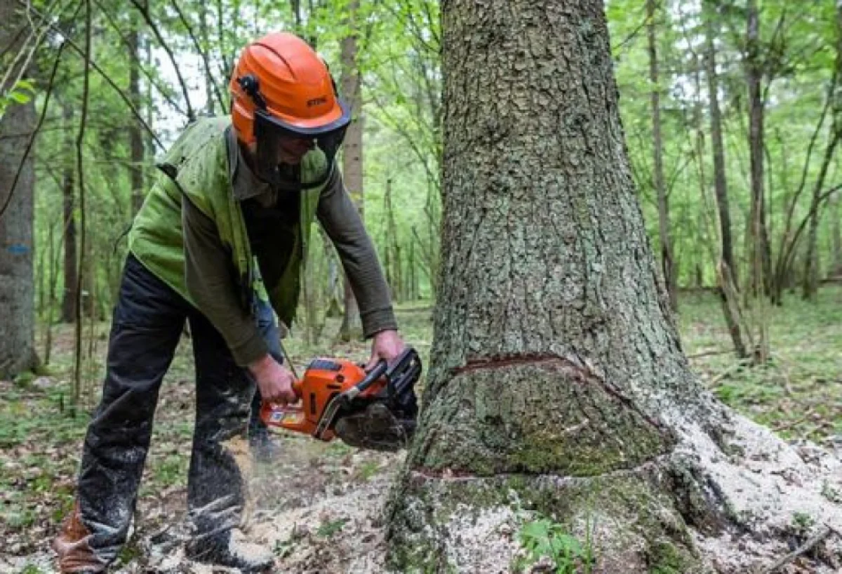 Ağacların qanunsuz kəsilməsi faktları aşkarlanıb