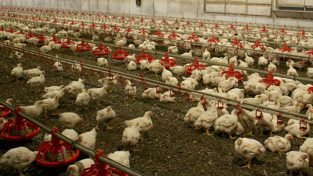 Avstraliya nəsli kəsilməkdə olan quşları “H5N1” virusuna qarşı peyvənd edəcək