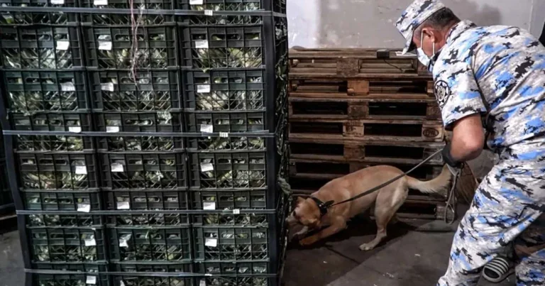 Azerbaijan customs officials seize 90 kg of narcotics in Astara