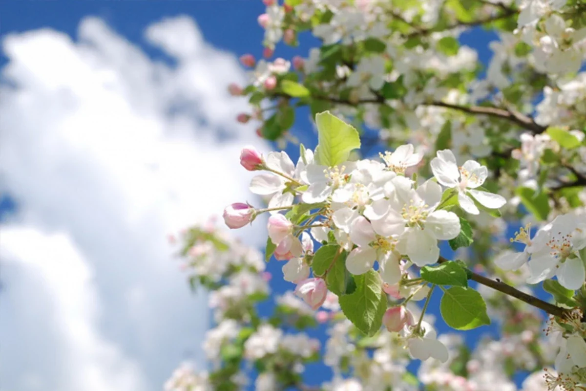 В Азербайджан пришла весна: наступило весеннее равноденствие