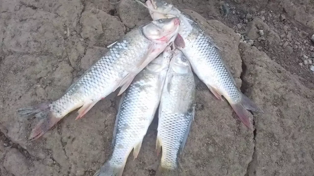 Azərbaycanda balıq ovu sabahdan qadağan edilir