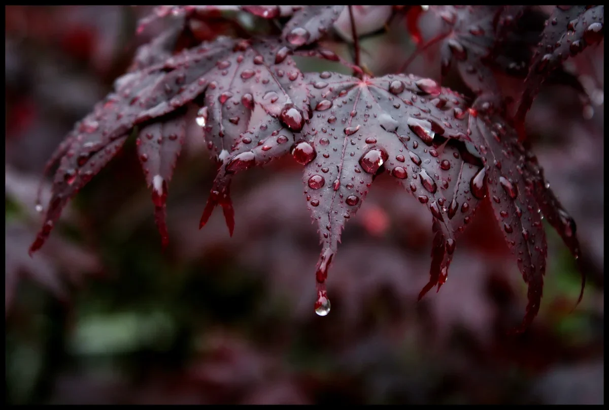 Azərbaycanda hava dəyişir: Aprelin 19-dan yağış yağacaq
