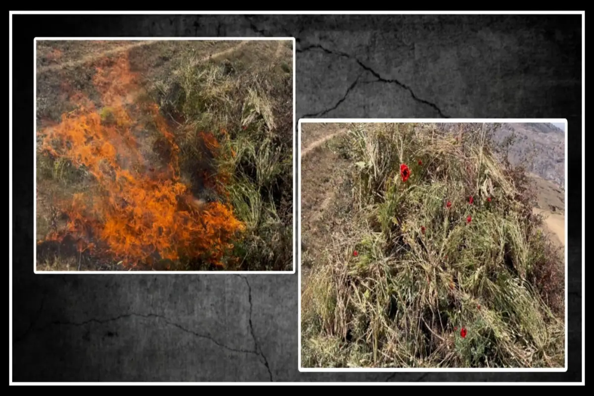 Lerikdə 5 ton narkotik bitki məhv edilib