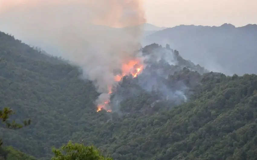 Türkiyədə meşə yanğınlarına görə 23 nəfər saxlanılıb, 4 nəfər həbs olunub