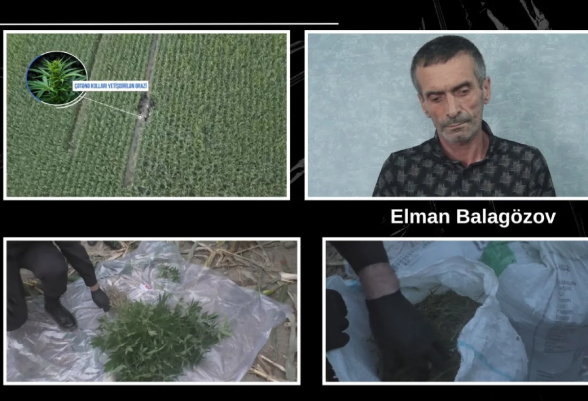 Balakənddə narkotik sahəsi aşkarlandı