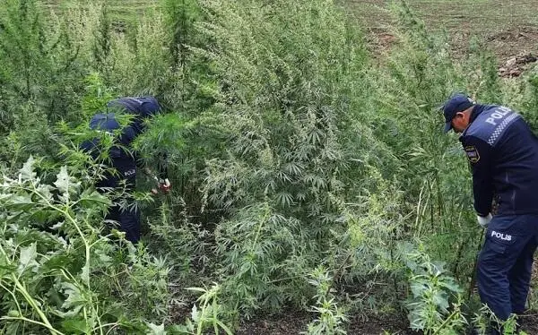 Sabirabadda narkotik bitki yetişdirən 4 nəfər saxlanılıb