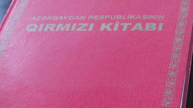 ETSN: “Qırmızı kitab”da ilk dəfə çəhrayı siyahılar tətbiq olunub