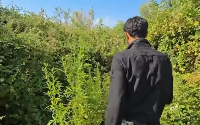 Saatlıda çətənə bitkilərinin gizli yetişdirilməsi üçün istifadə edilən tunellər aşkarlanıb