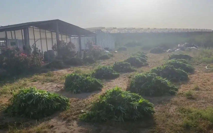 Maştağada 1 tona yaxın çətənə kolu yetişdirilən istixana aşkarlanıb