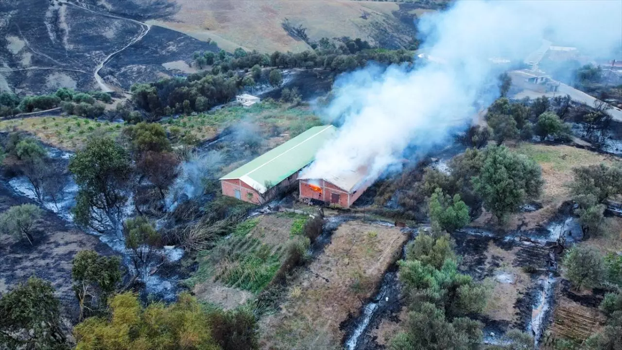Əlcəzairdə bütün meşə yanğınları söndürülüb