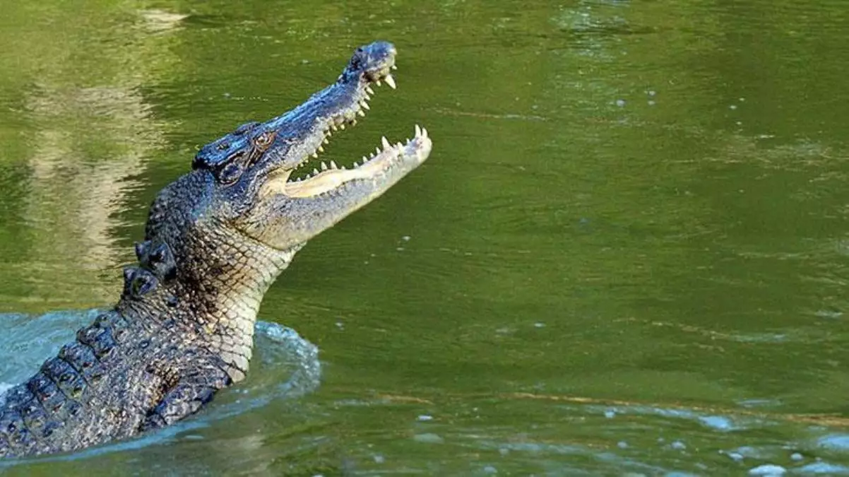 “Deportivo”nun futbolçusunu timsah yeyib