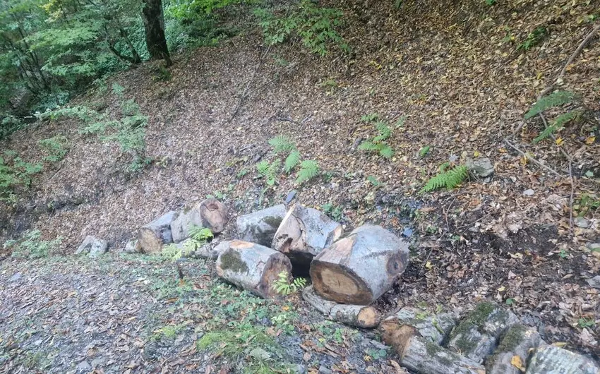 İsmayıllıda meşədə qanunsuz ağac kəsən 8 nəfər müəyyən olunub