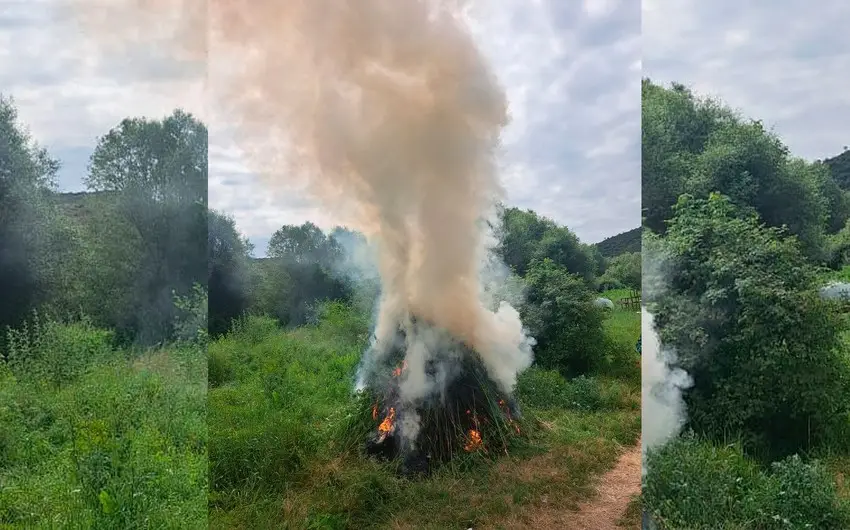 Zabuxda 7 mindən çox çətənə kolu məhv edilib