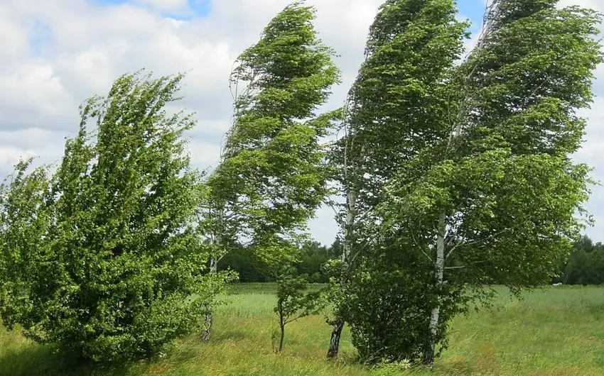 Sabaha külək güclənəcək - PROQNOZ