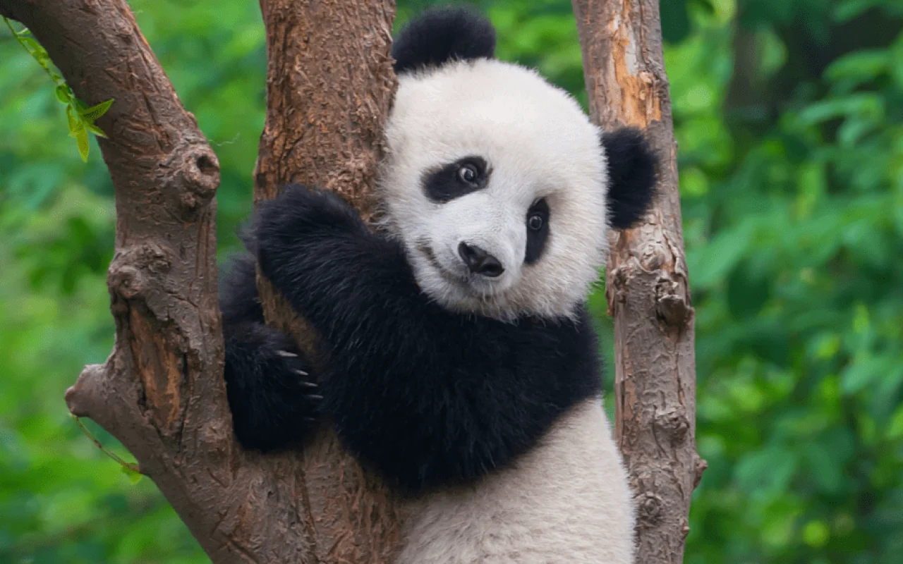 Çin ABŞ-yə 2 nəhəng panda göndərdi: Yeni əməkdaşlıq