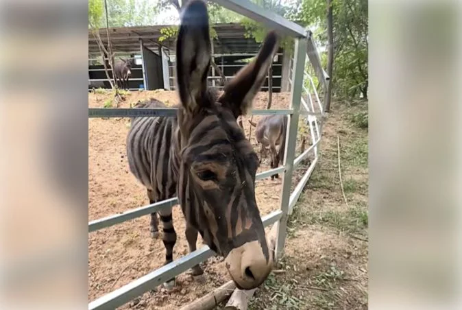 Chinese zoo sparks outrage after painting donkey to resemble zebra