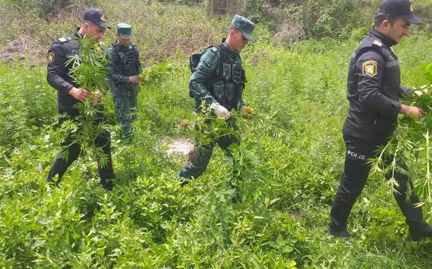 Zəngilanda yabanı halda bitən çətənə bitkisi yandırılaraq məhv edilib