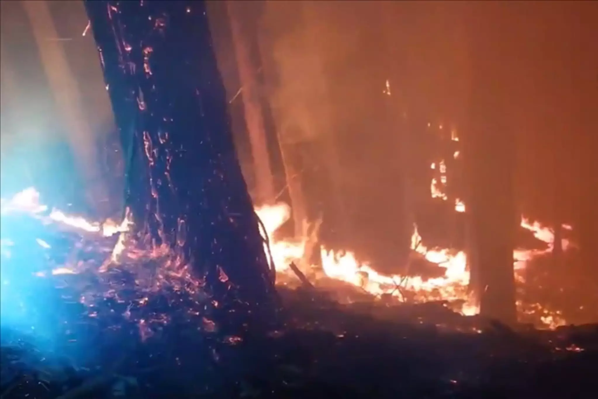 Yaponiyanın qərbində davam edən meşə yanğınları 600 hektardan çox ərazini məhv edib