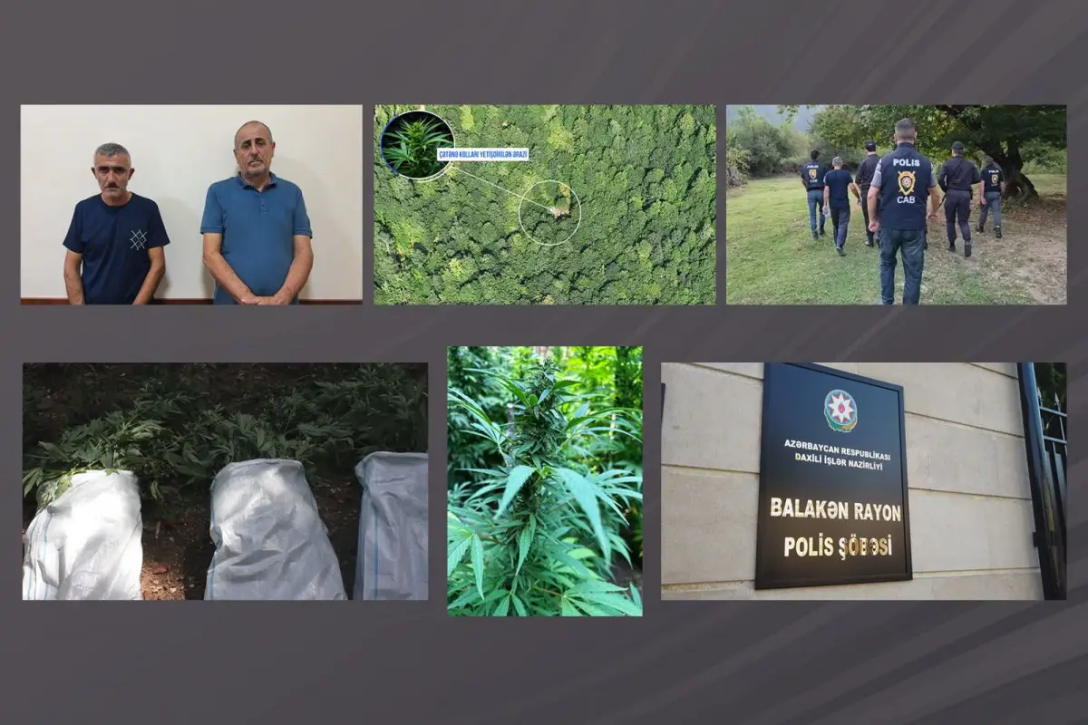 Balakəndə dağlarda narkoplantasiya salan silahlı şəxslər saxlanılıb