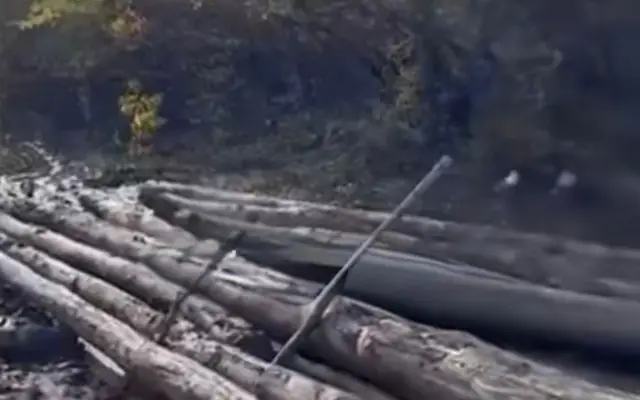 Şabranda ağacların kəsilməsi məsələsi nəzarətə götürüldü