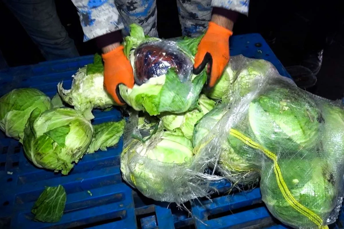 В Азербайджане в грузе капусты обнаружили 19,5 кг марихуаны