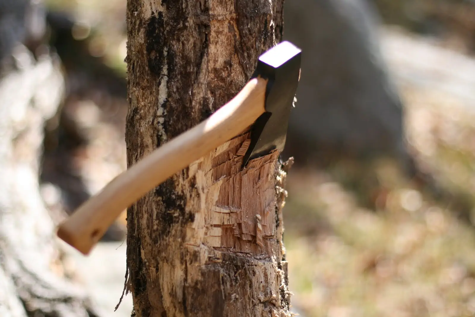 Bir çox ərazidə ağac və kollar qanunsuz kəsilib, təbiətə 191 min manatdan çox ziyan dəyib