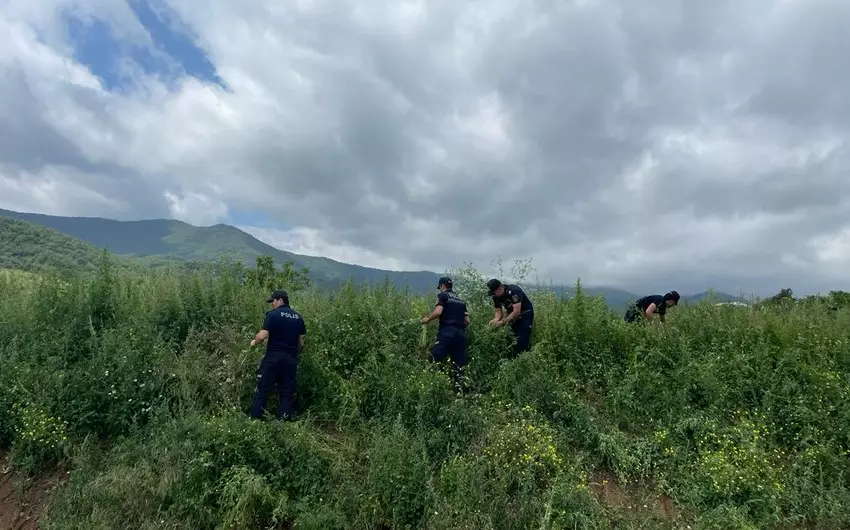 Xocavənddə 1,5 ton narkotik tərkibli bitki məhv edilib