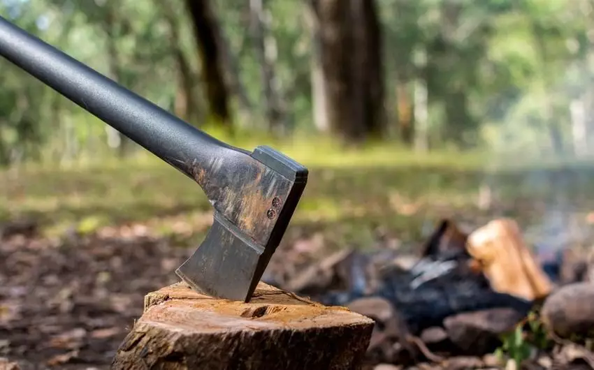 Ağac kəsilməsi faktları ilə bağlı cinayət işləri başlanıb