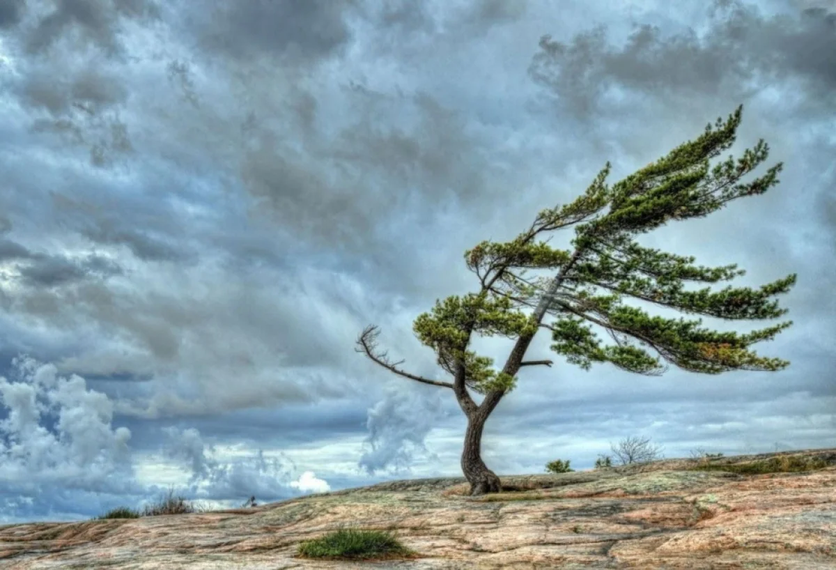 FHN küləkli hava şəraiti ilə əlaqədar əhaliyə müraciət edib