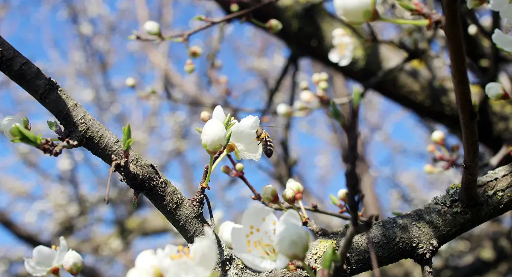 Azərbaycana yaz fəsli daxil olub