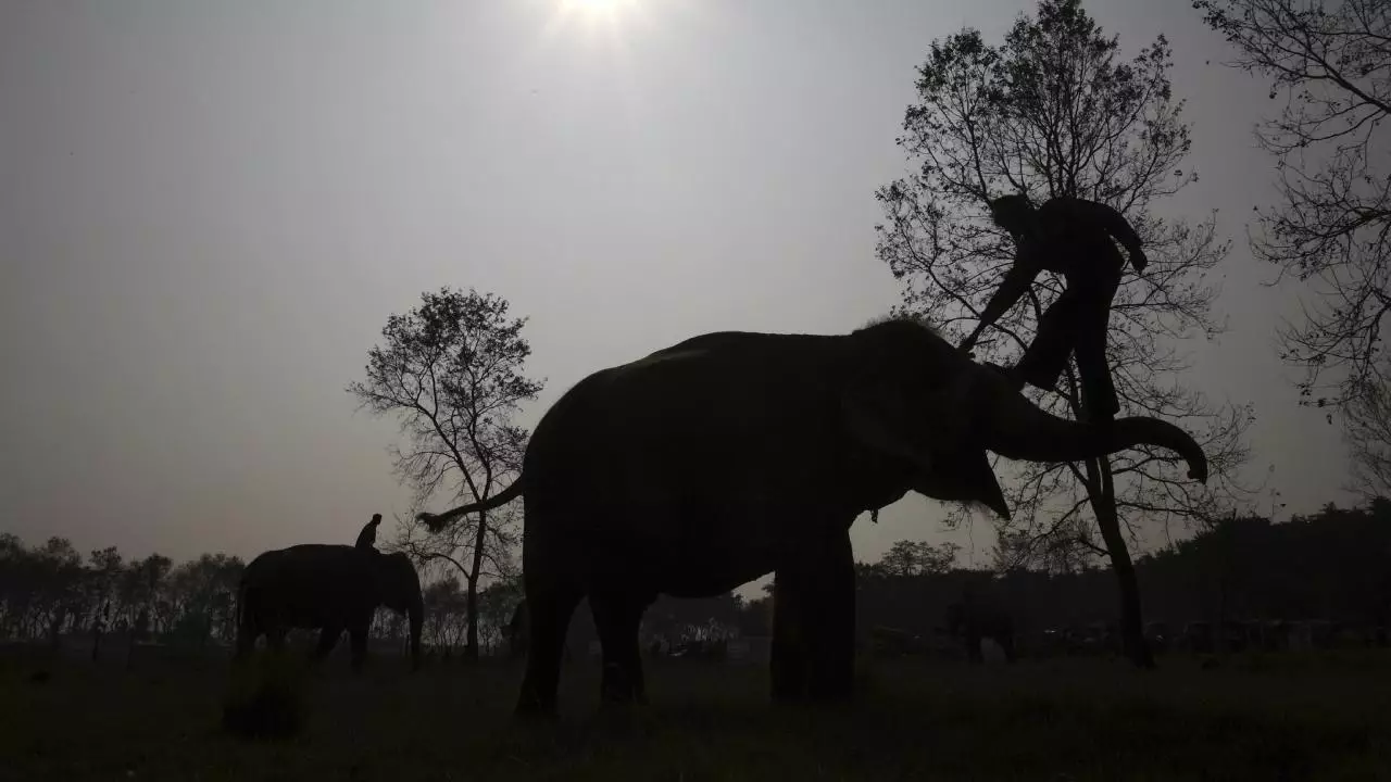 Fil sürüsü hücum etdi, 5 nəfər öldü