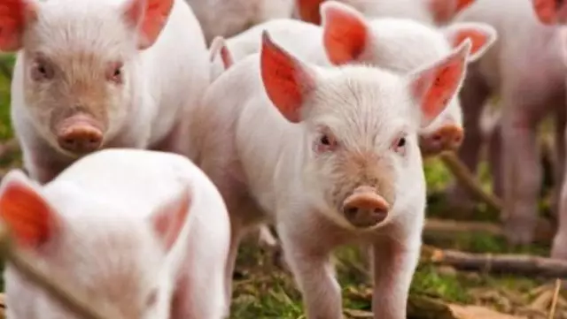 Yaponiyanın son 31 ildə ilk dəfə donuz taunu aşkarlandı