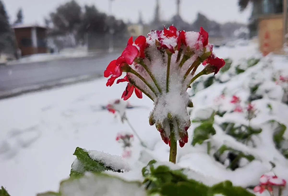 Faktiki hava: Rayonlara yağış və qar yağır