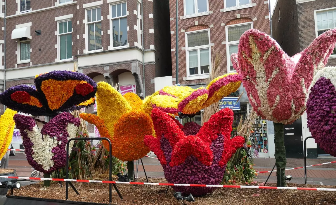 Niderlandda çiçək yarışı keçirilir