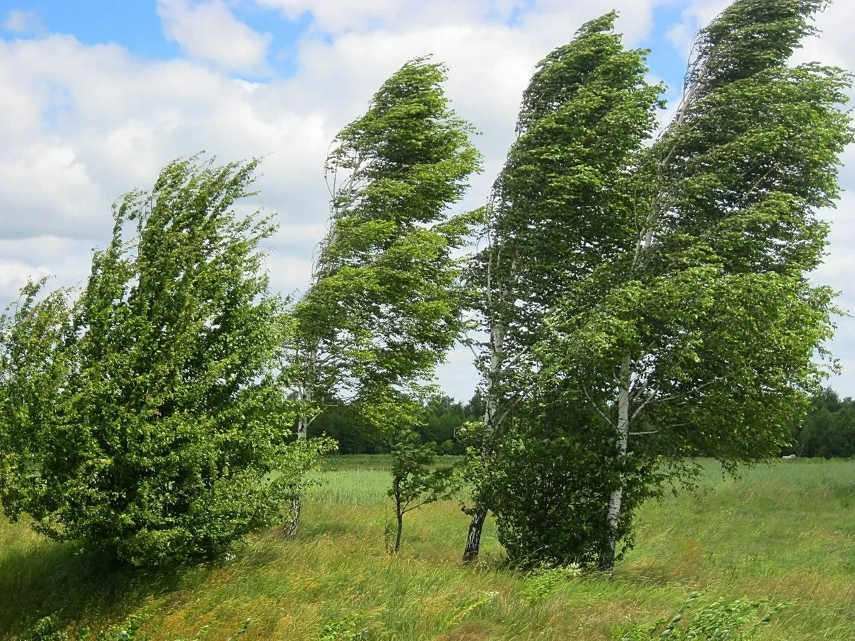 FHN: Güclü külək zamanı bina və reklam lövhələrindən uzaq durmaq tövsiyə olunur